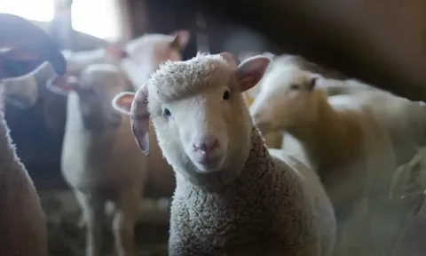 Sınırımızdaki Yeni Kriz “Koyun-Keçi Vebası”