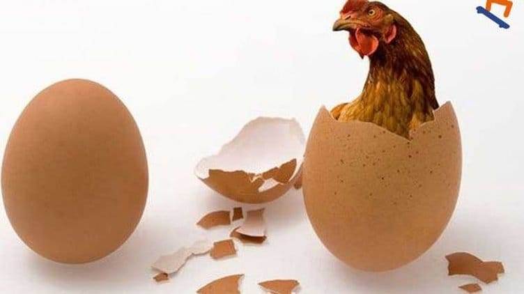 Tavuk mu yumurtadan? Yumurta mı tavuktan?