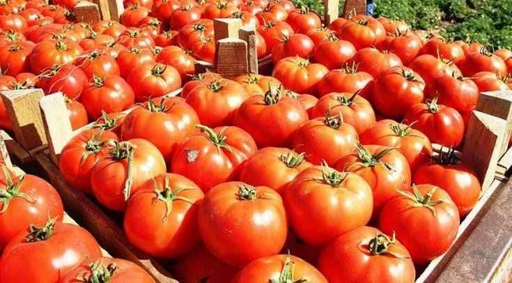 TARIMDA KRİZ DERİNLEŞİYOR: DOMATES ÜRETİCİSİ ZARARDA, İHRACAT GERİLİYOR