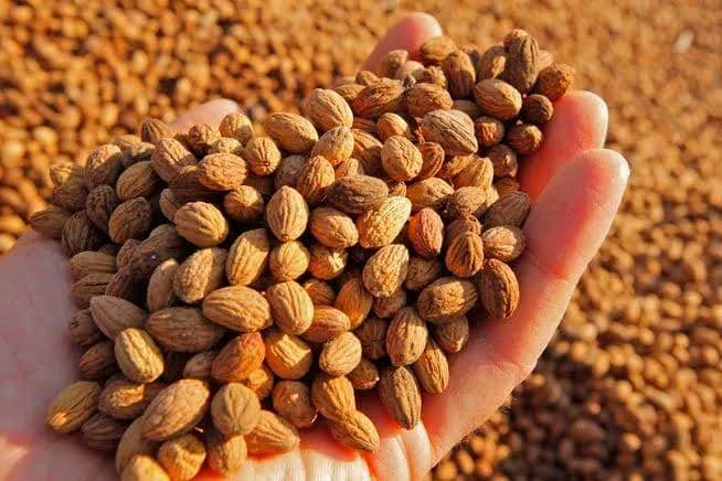 İSPANYA’NIN ZEYTİN ÇEKİRDEĞİ HAMLESİ: TÜRKİYE İÇİN DE DEV BİR FIRSAT OLABİLİR Mİ?
