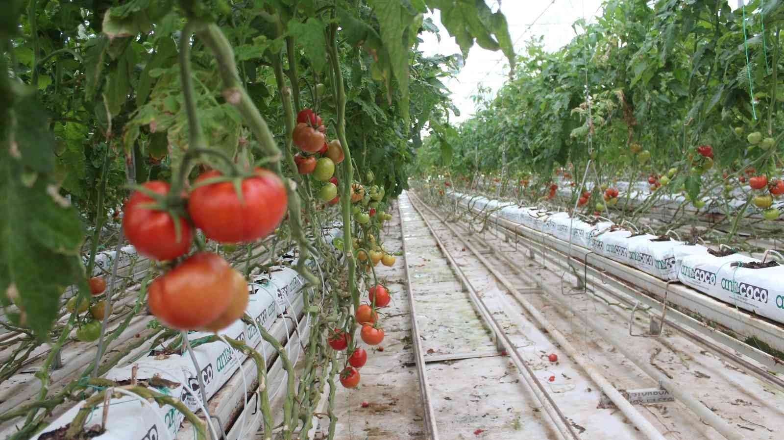 ANTALYA’DA AŞIRI SOĞUKLAR SERALARDA VERİMİ DÜŞÜRDÜ, SEBZE FİYATLARI FIRLADI