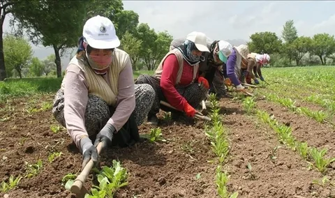 Tarımda İş Gücü Ücret Yapısı Korkuttu