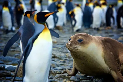 Tarifeler Etkilenen Penguenler ve Foklar Herkesi Güldürdü