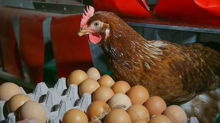 KAHVERENGİ YUMURTA DÖNEMİ KAPANIYOR: RAFLARDA ARTIK YOK!