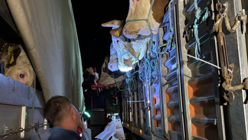 İstanbul’a kurbanlık hayvan sevkiyatı başladı: Denetimler devam edecek.