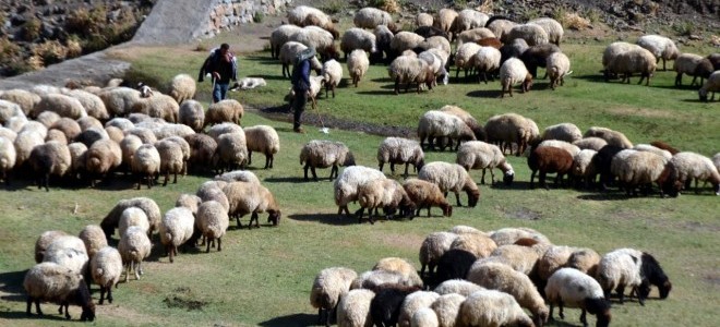 Küçükbaş hayvan üreticilerine 3,9 milyar TL tutarında destek ödemesi gerçekleştirilecek.