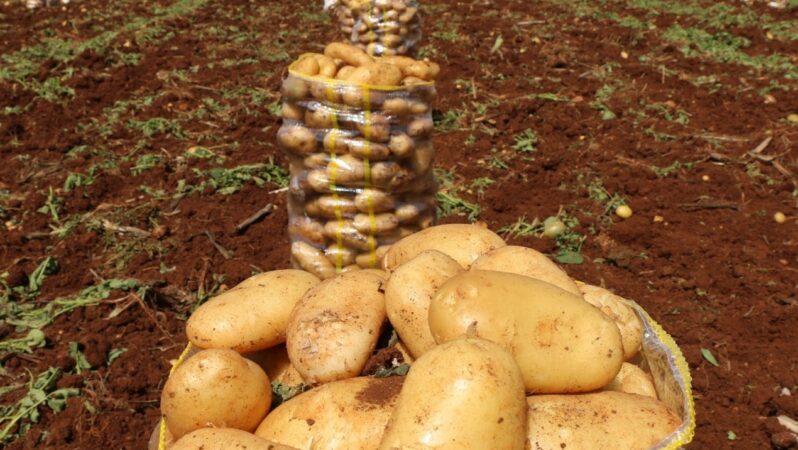 Patates tarlada, çiftçi borç içinde: Zincir marketler ve tarım politikaları Çukurova’yı etkilemekte
