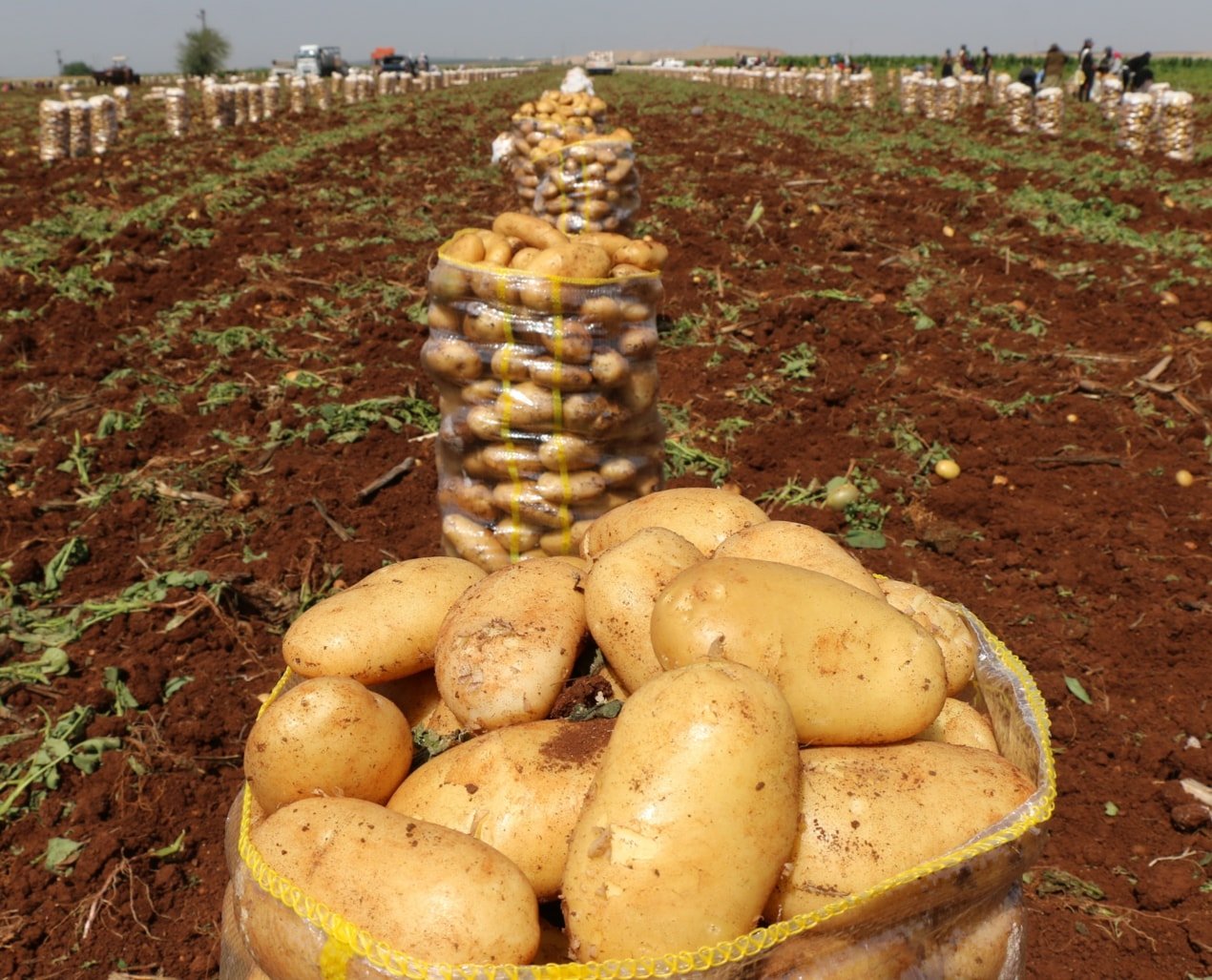Patates tarlada, çiftçi borç içinde: Zincir marketler ve tarım politikaları Çukurova’yı etkilemekte