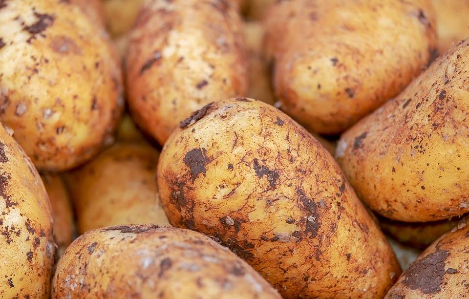 YURT DIŞINDAN GELEN 2 BİN TON PATATES VİRÜSLÜ ÇIKTI