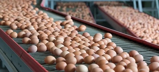 Sofralık yumurta ihracatındaki muafiyetler yeniden belirlendi.