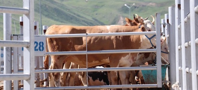 Kurban Bayramı öncesi tedbirler artırıldı