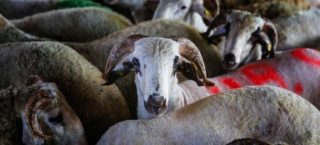 Kurban Bayramı’na sayılı gün kaldı: Büyükbaş ve küçükbaş fiyatları ne kadar olacak?