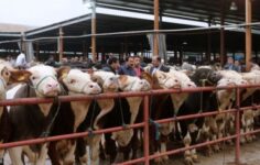 Afyonkarahisar’da şap hastalığı uyarısı: Canlı hayvan pazarları kapatıldı