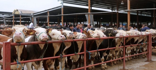 Afyonkarahisar’da şap hastalığı uyarısı: Canlı hayvan pazarları kapatıldı