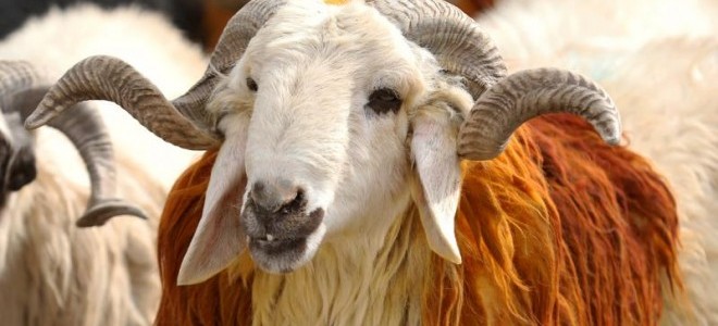 Bayramda 3 milyondan fazla kurbanlık satışı gerçekleştirildi.