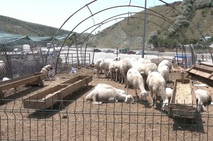 Besici tepkili: ‘Hayvanı Et ve Süt Kurumu’na vermektense, garibana veririm, sevap kazanırım’
