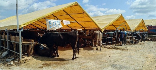 Kurban pazarlarında satılamayan hayvanları ESK alacak.