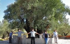 Madenciler zeytin kesimini az buldu