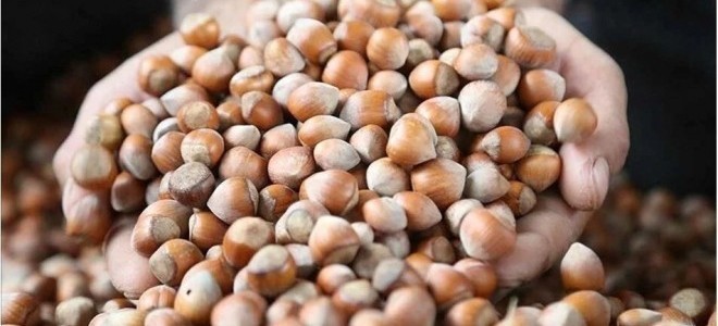 Rekabet Kurumu Başkanı Küle’den fındık alım dönemine yönelik uyarı