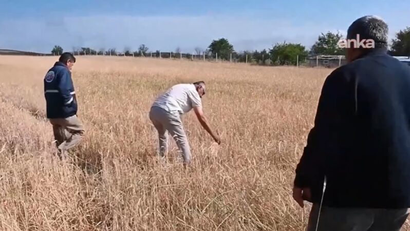 Sabahın erken saatinde tarlalarına koşan çiftçiler hasat için yıkıldı.