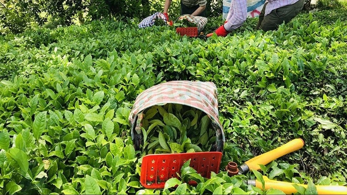 Seferberlik amacıyla 25 bin ton çay depoladı