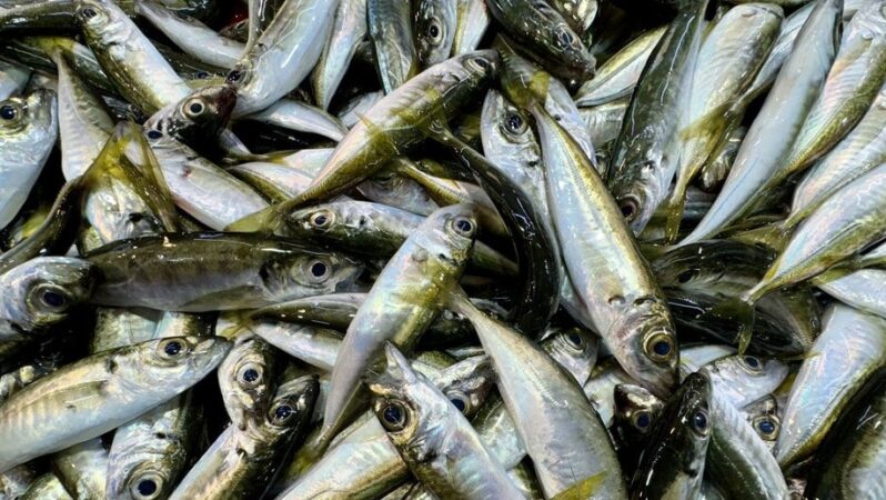 Trabzon’da balıkçı tezgahlarını istavrit ve mezgit dolduruyor.