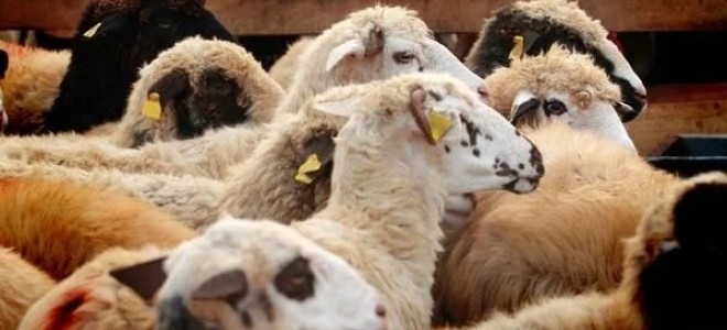Veterinerler, kurbanlık seçerken ‘küpe ve belge’ konusunda uyarıyor