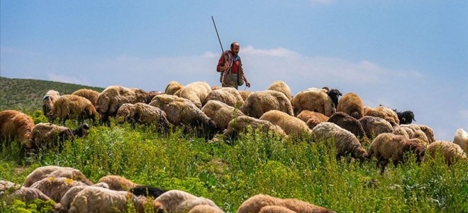 Yabancı çoban, hayvancılık sorununa çözüm oluyor