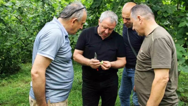 2025 Fındık Rekoltesi İçin Trabzon’da Çotanak Sayımı Başlatıldı