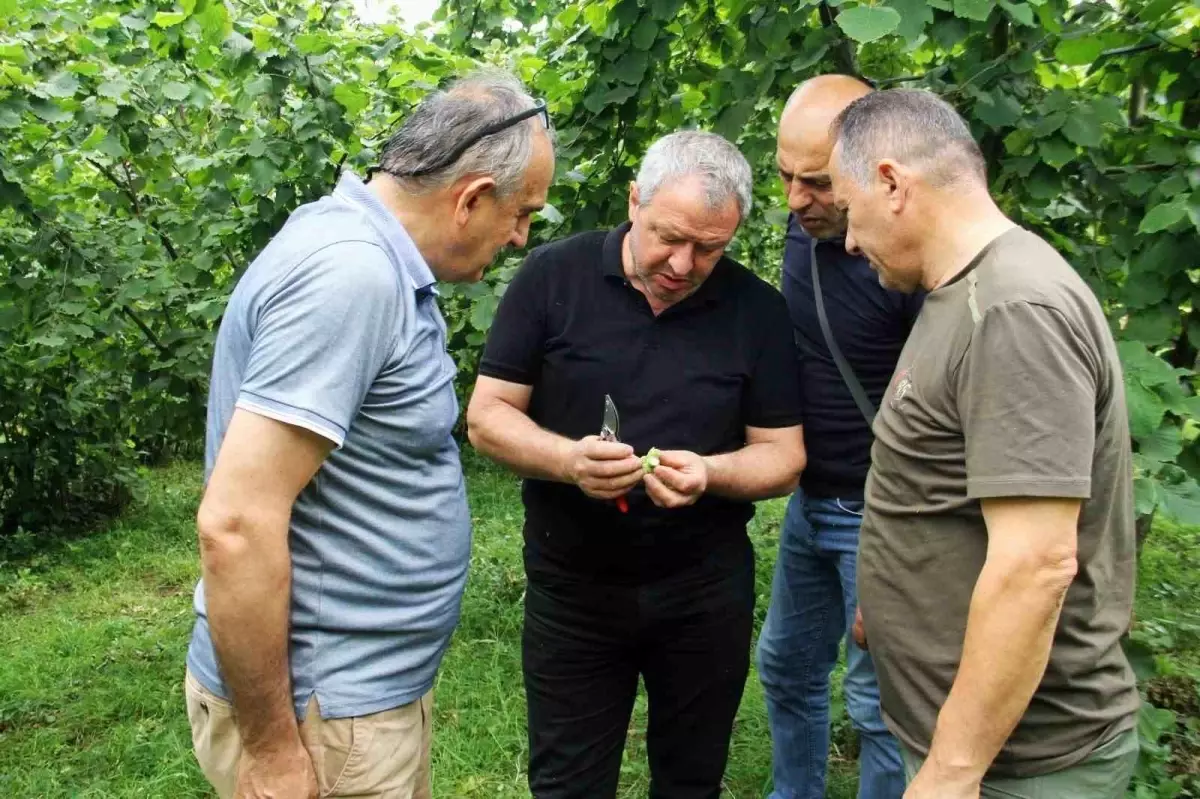 2025 Fındık Rekoltesi İçin Trabzon’da Çotanak Sayımı Başlatıldı