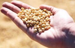 AB, genetiği değiştirilmiş soya fasulyesini onayladı