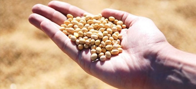 AB, genetiği değiştirilmiş soya fasulyesini onayladı