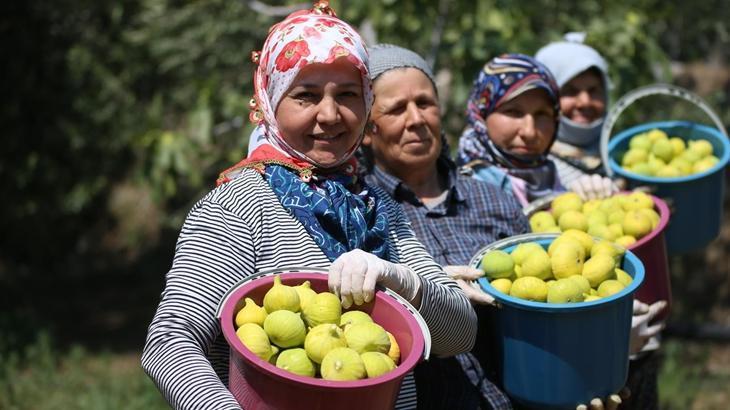 AB tescilli Aydın incirinde zorlayıcı sıcakta hasat çalışmaları