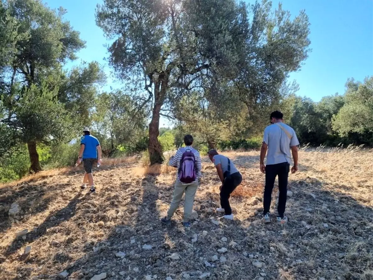 Ayvalık’ta Zeytin Üretimi ve Taşınma Tarihinin İncelemesi
