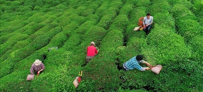 ÇAYKUR, üreticileri düşük çay fiyatları konusunda uyardı