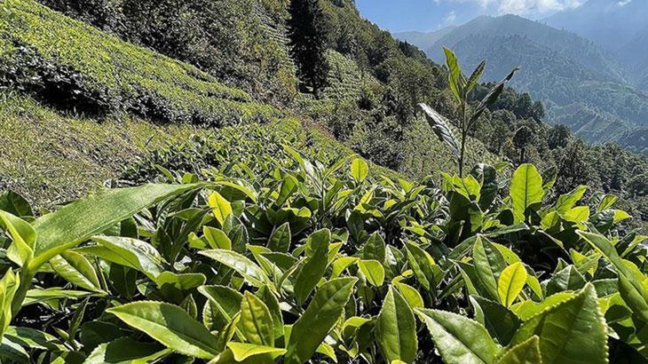 ÇAYKUR’un ikinci sürgün yaş çay alımı 91 bin tona ulaştı