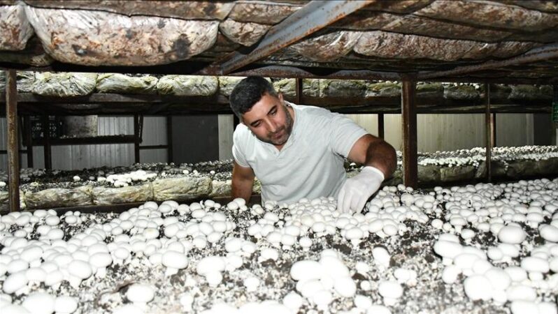 Devlet destek sağladı! Batmanlı girişimci yıllık 600 ton kültür mantarı üretiyor.