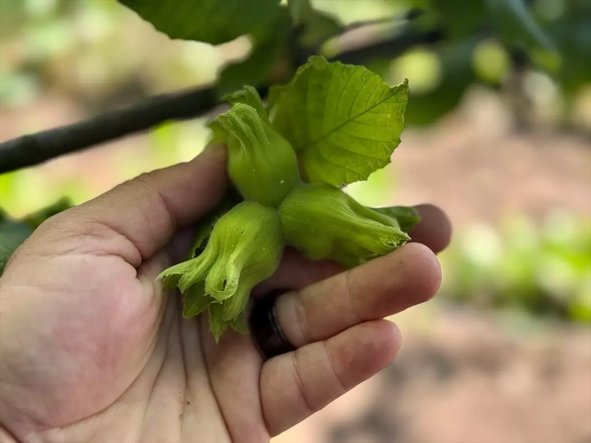 Düzce’den AB Ülkelerine 13 Bin 461 Ton Fındık İhracatı