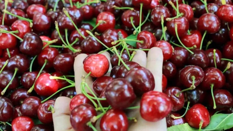 Hadim’de Kiraz Hasadı, Don Olayı Nedeniyle Yüzde 90 Düştü