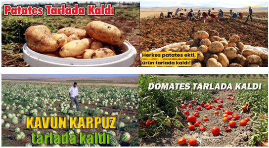 Mahsul Tarlada Kaldı, Çiftçi Traktörünü Yenileyemedi 2 image 15