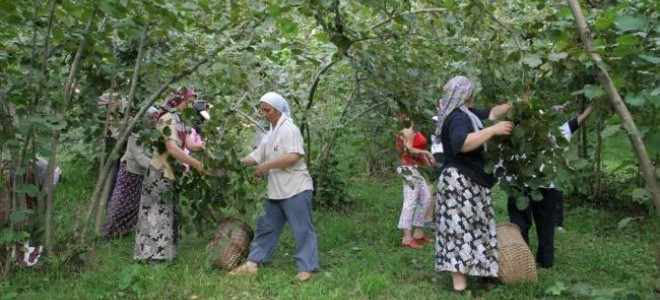 Ordu’da fındık işçilerine verilecek günlük yevmiye ücretleri belirlendi