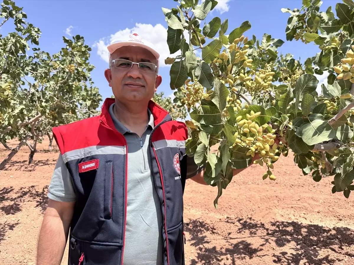 Siirt’te Fıstık Rekoltesi Tespit Çalışmaları Başladı