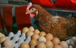 Tavuk yumurtalarının ihracatı kayda geçti.