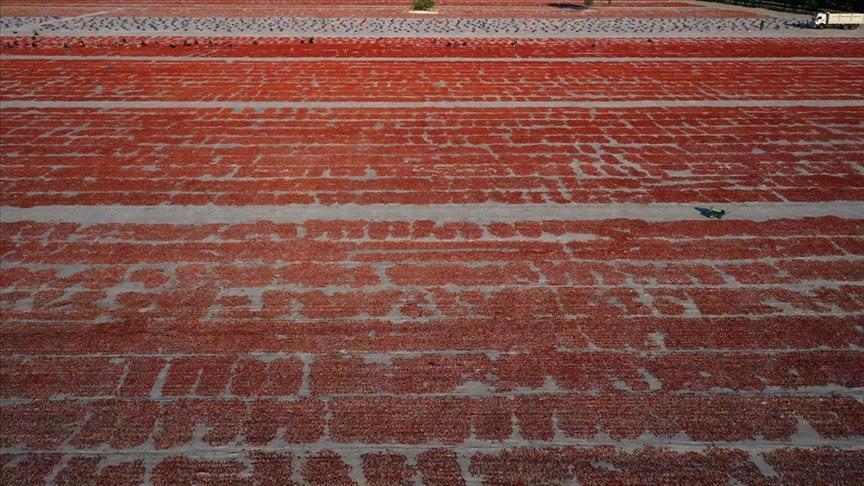 Türkiye, kurutulmuş domatesten 95 milyon dolar elde etti.