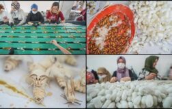 Türkiye’nin ipek böceği yumurtası ihtiyacının tamamı Bursa’daki merkezden karşılanıyor.