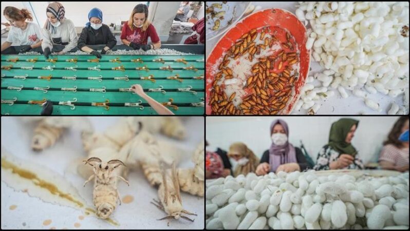 Türkiye’nin ipek böceği yumurtası ihtiyacının tamamı Bursa’daki merkezden karşılanıyor.