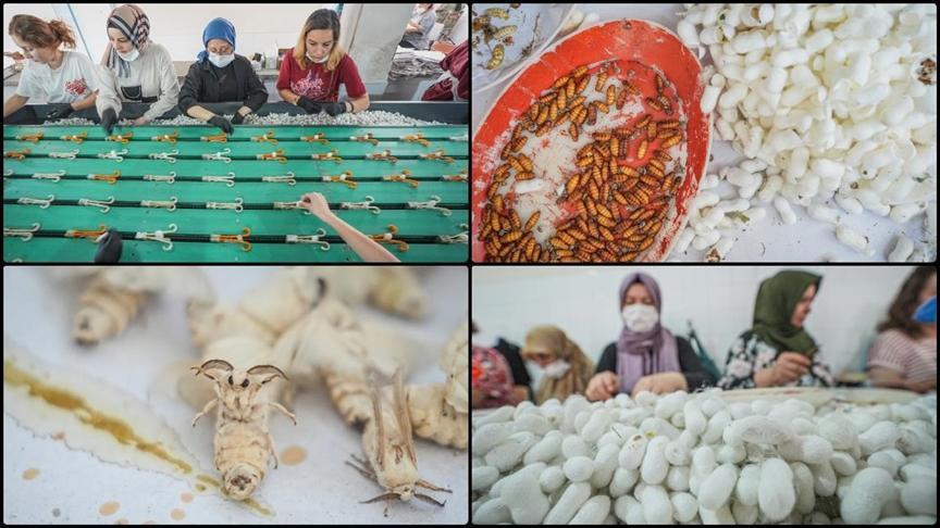 Türkiye’nin ipek böceği yumurtası ihtiyacının tamamı Bursa’daki merkezden karşılanıyor.