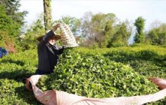Çayla Başlayan Kalkınma Hamlesi: Rize’ye Dev Destek