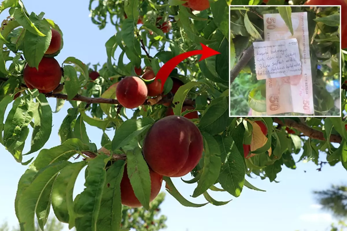Ağacından şeftali alan vatandaş, canı istediği için çiftçiye para ve not bıraktı.