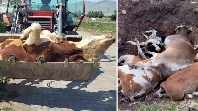 Ardahan’ın duyulmayan haykırışı! Ölen hayvan sayısı ürkütücü seviyelere çıktı